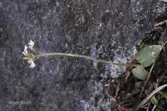 Cheirostylis flabellata